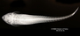 Loricaria filamentosa seminuda FMNH 55116 synt dv x